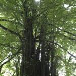 20120725_IMG_3080